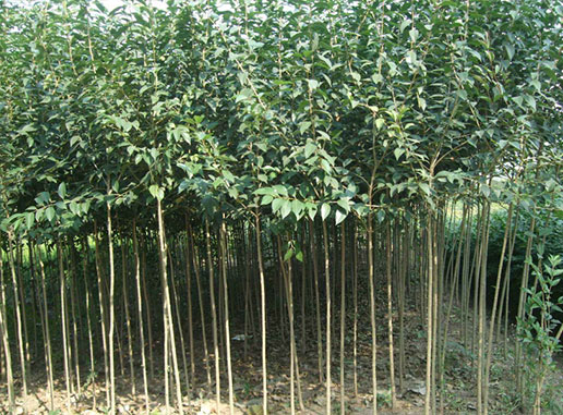 大葉女貞樹(shù)什么時(shí)候種植成活率更高？
